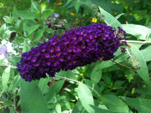 bush butterfly buddleia buddleja spp flowers purple butterflies