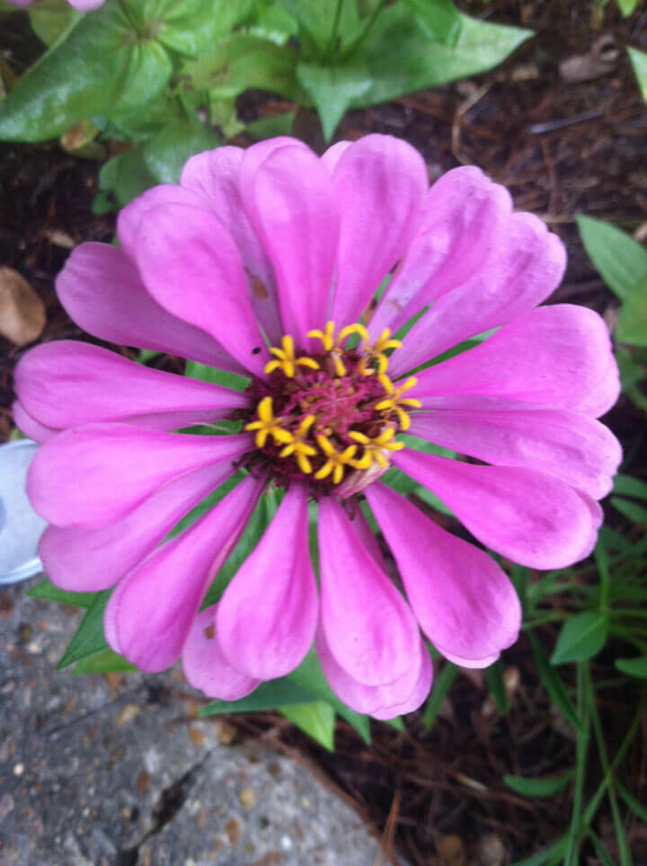 Zinnias