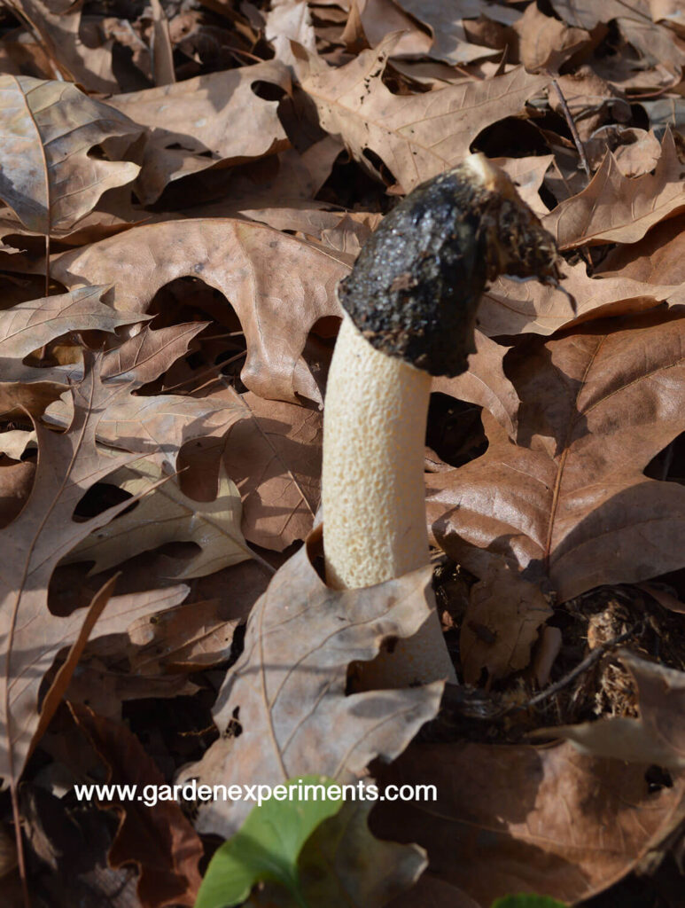 What Is That Smell Stinkhorn Mushrooms In The Garden