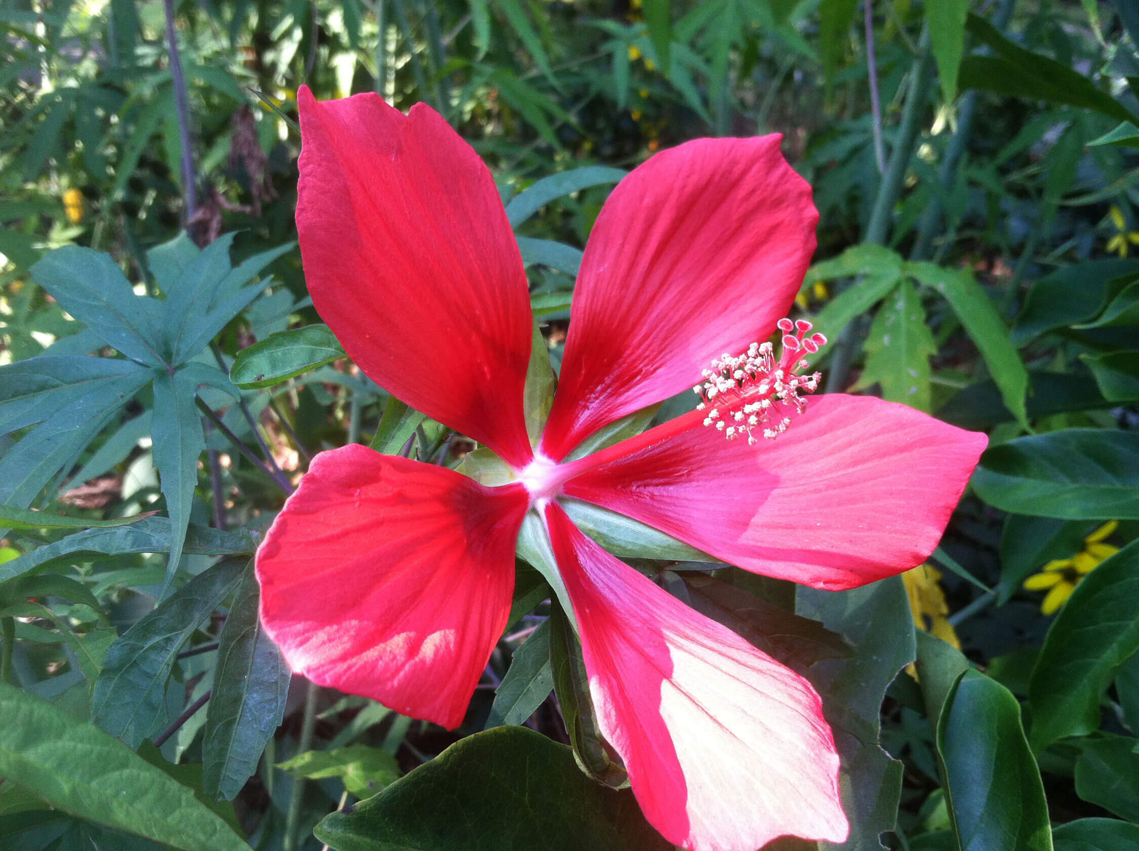 swamp-mallow-a-hardy-native-hibiscus-for-wet-soils