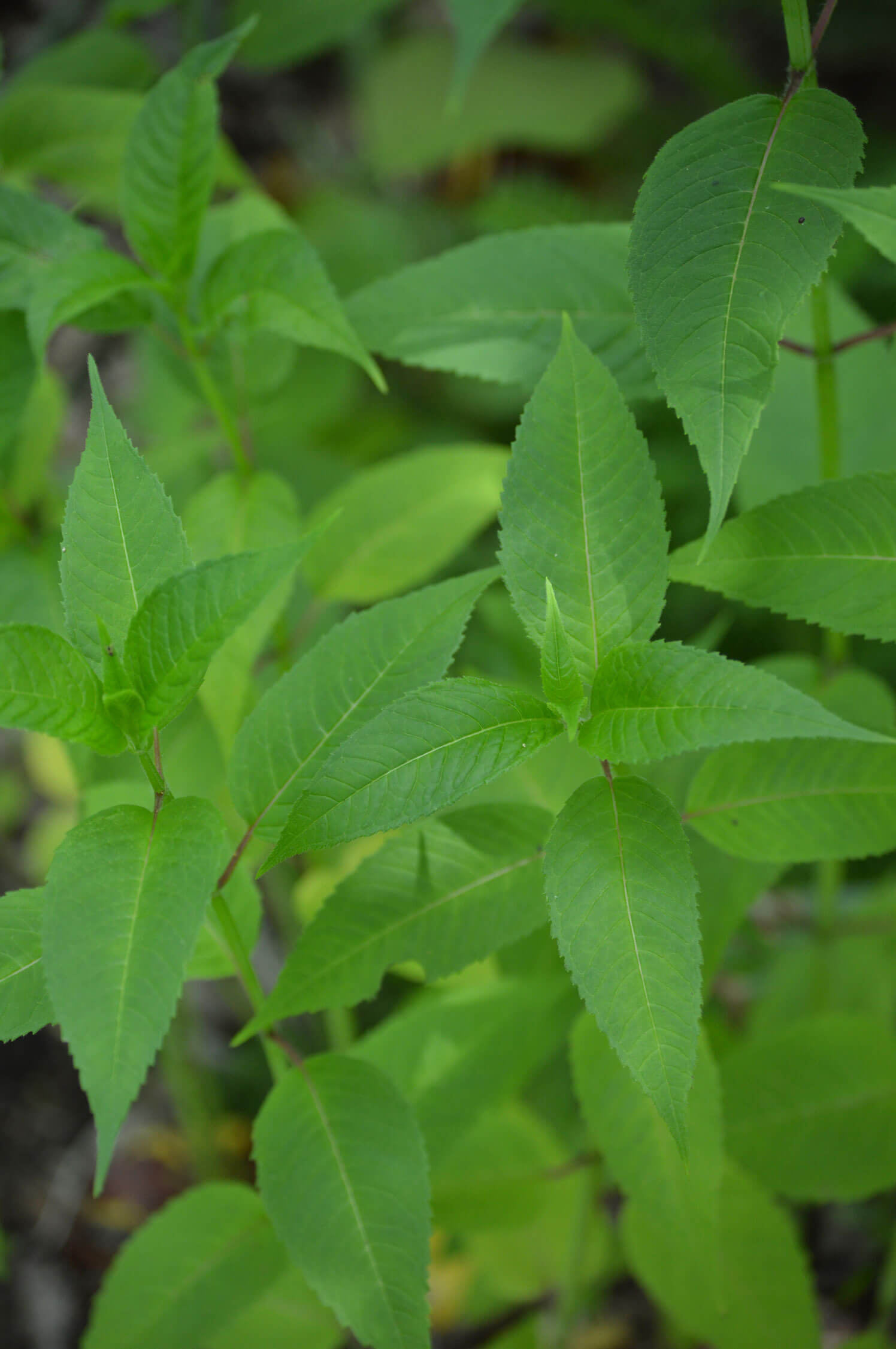 bee balm leaves