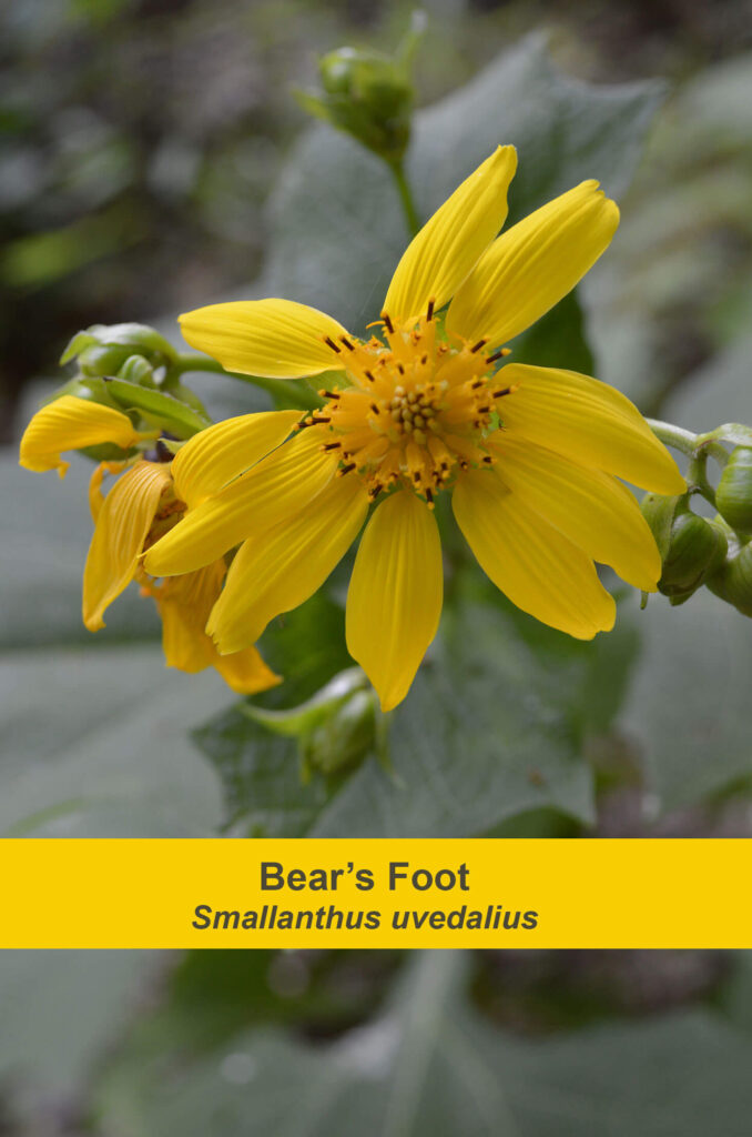 Bear's Foot, Photo by Paul Jacobs