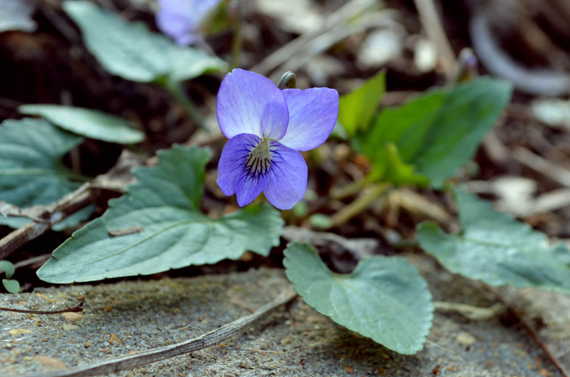 blue viola flower