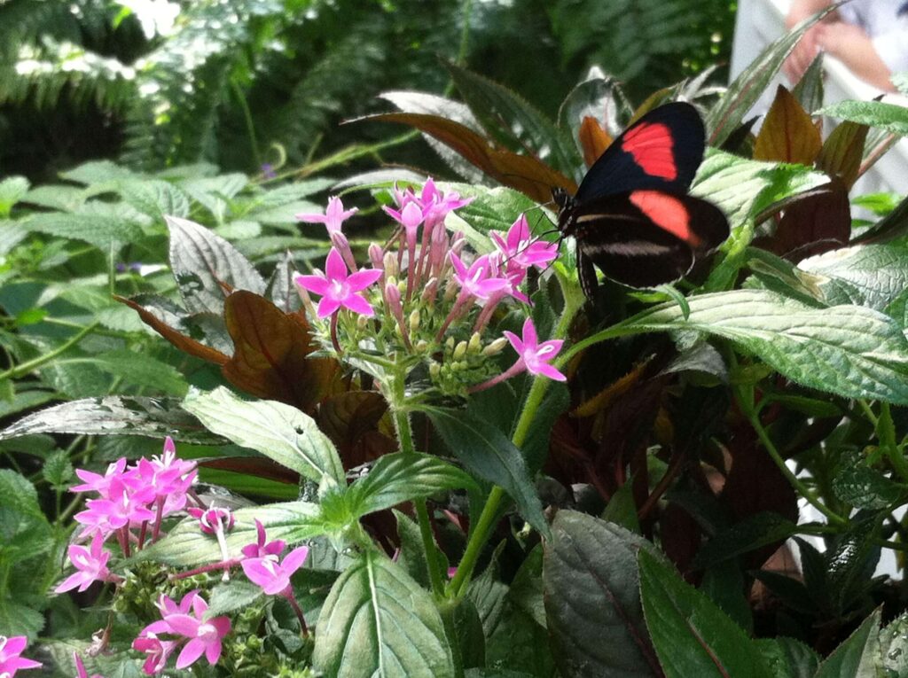 Food Plants for Butterflies and Caterpillars