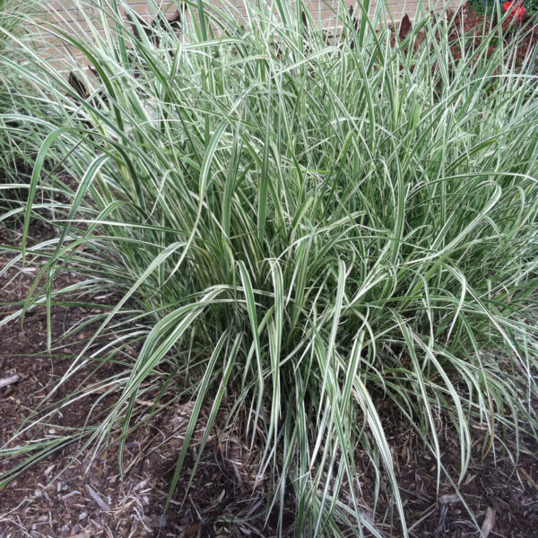 Landscaping with Texture and Color: University of Mississippi