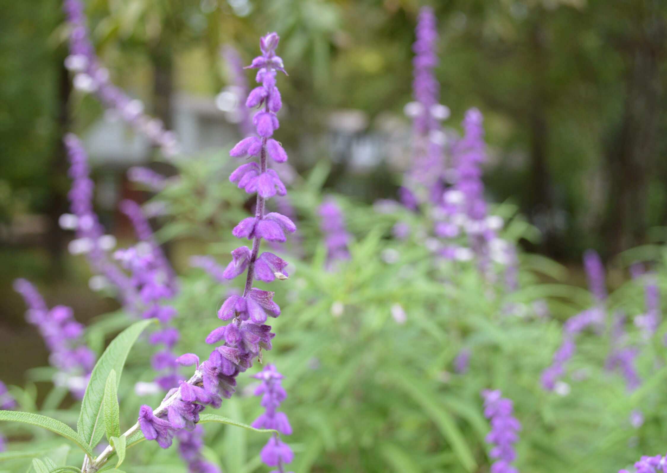 Mexican Salvia - Salvia leucantha