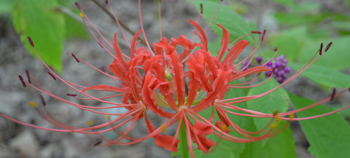 Red Spider Lilies Lycoris Radiata