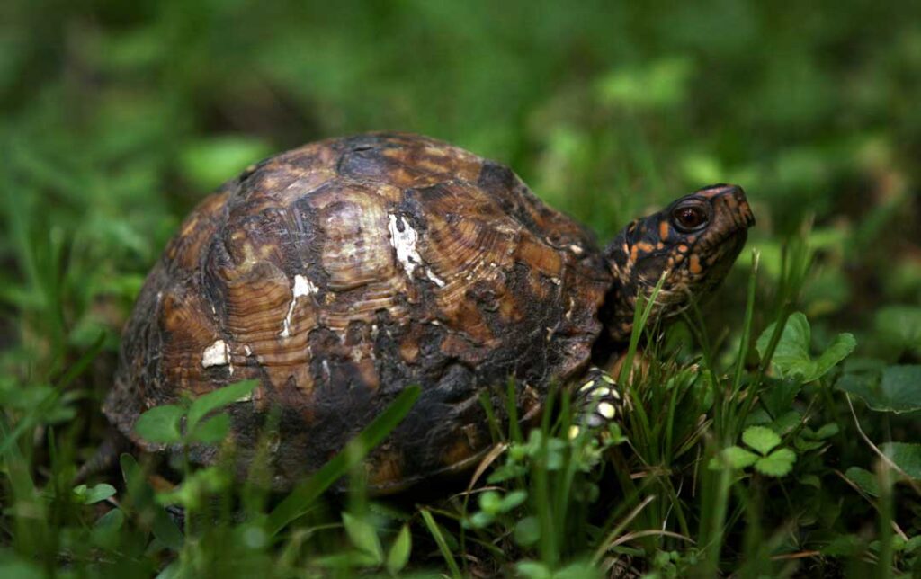 Backyard Wildlife: The Critters in My Garden