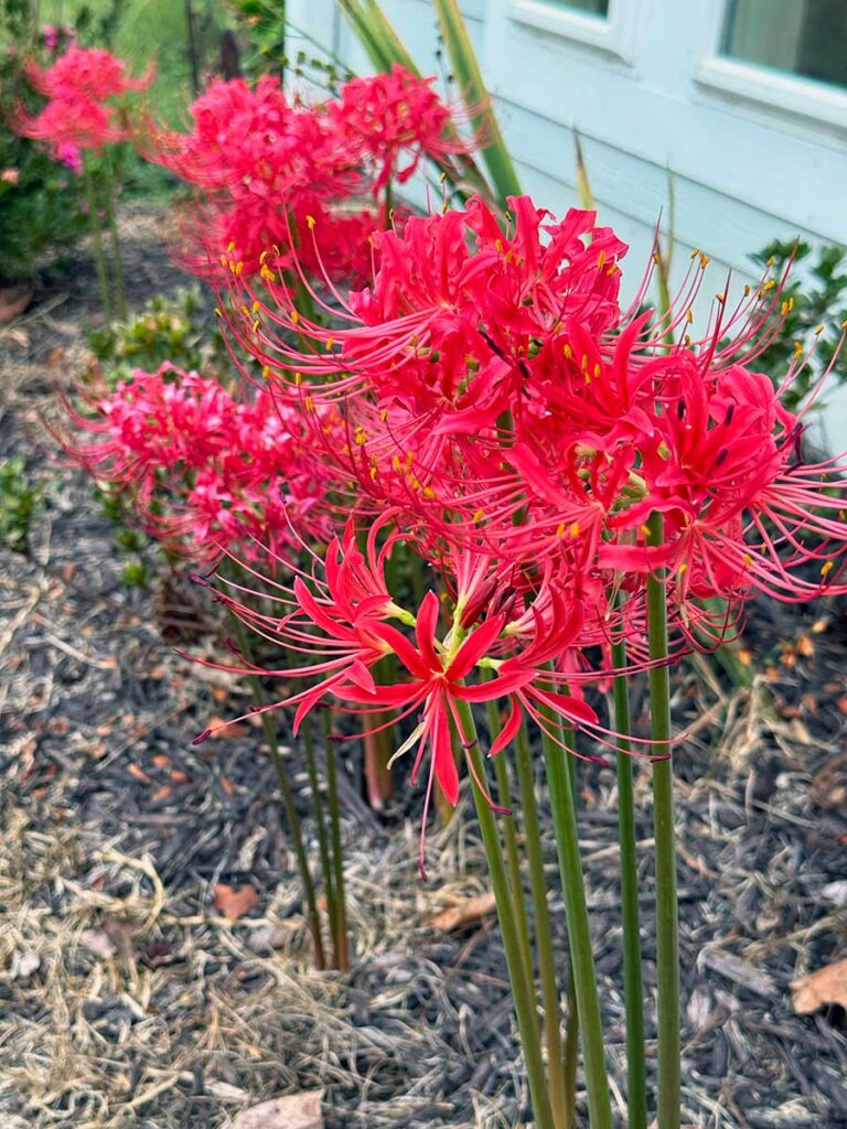 Cluster of red spider lilies making a splash of color in September