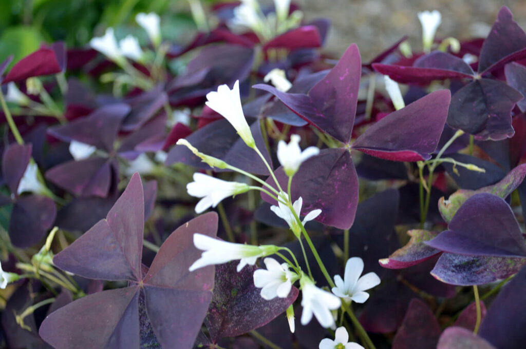 Mississippi State University Dorman Hall Gardens