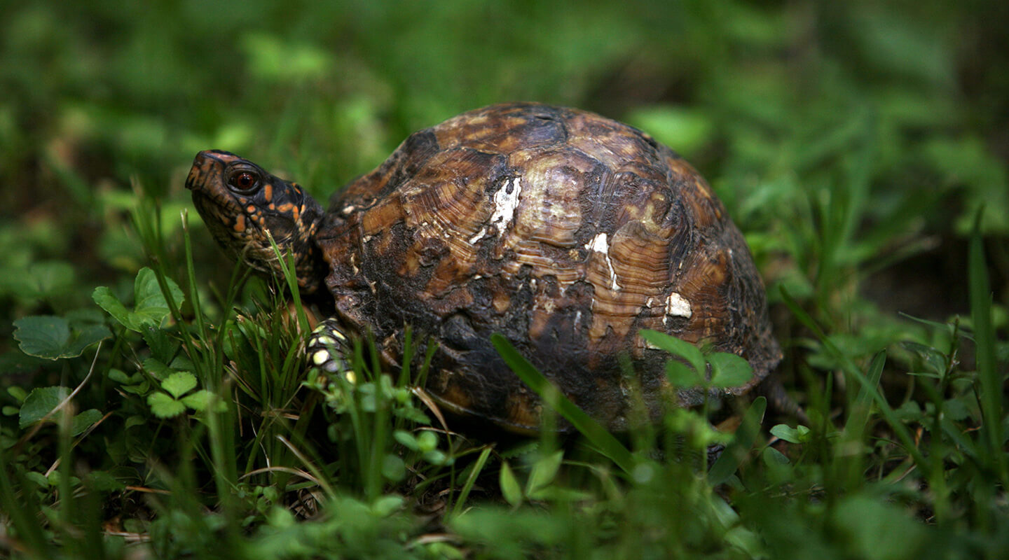 Backyard Wildlife: The Critters in My Garden