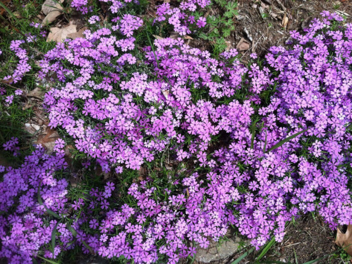 What flower will you plant? It’s National Plant a Flower Day