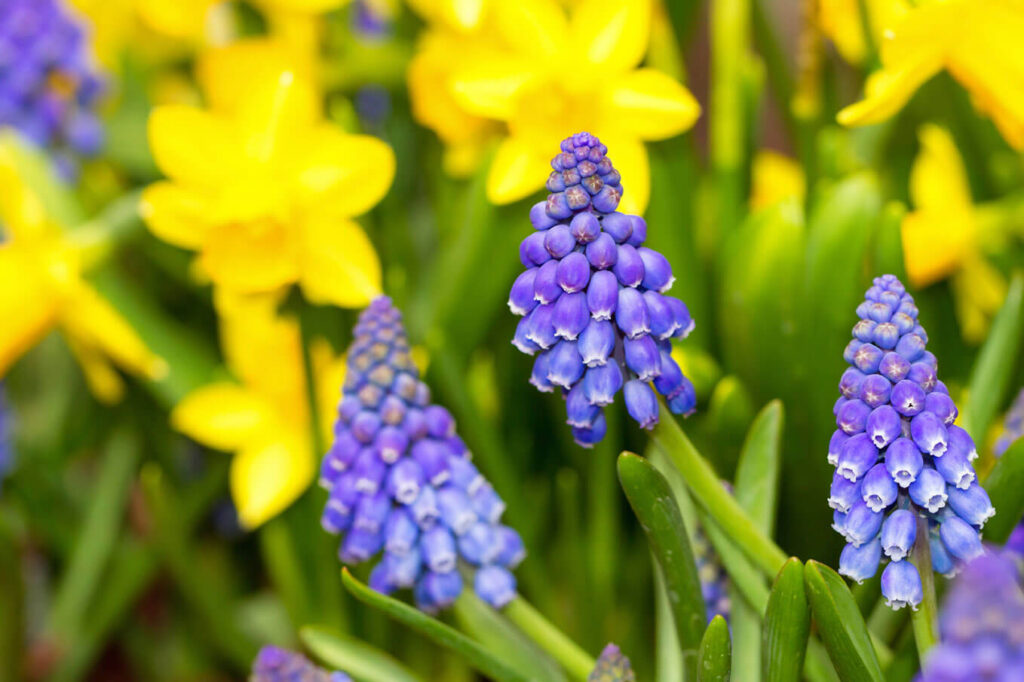 Grape hyacinths planted in with miniature daffodils