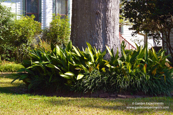 Cast iron plant and liriope edged with bricks