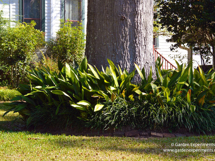 Cast iron plant and liriope edged with bricks