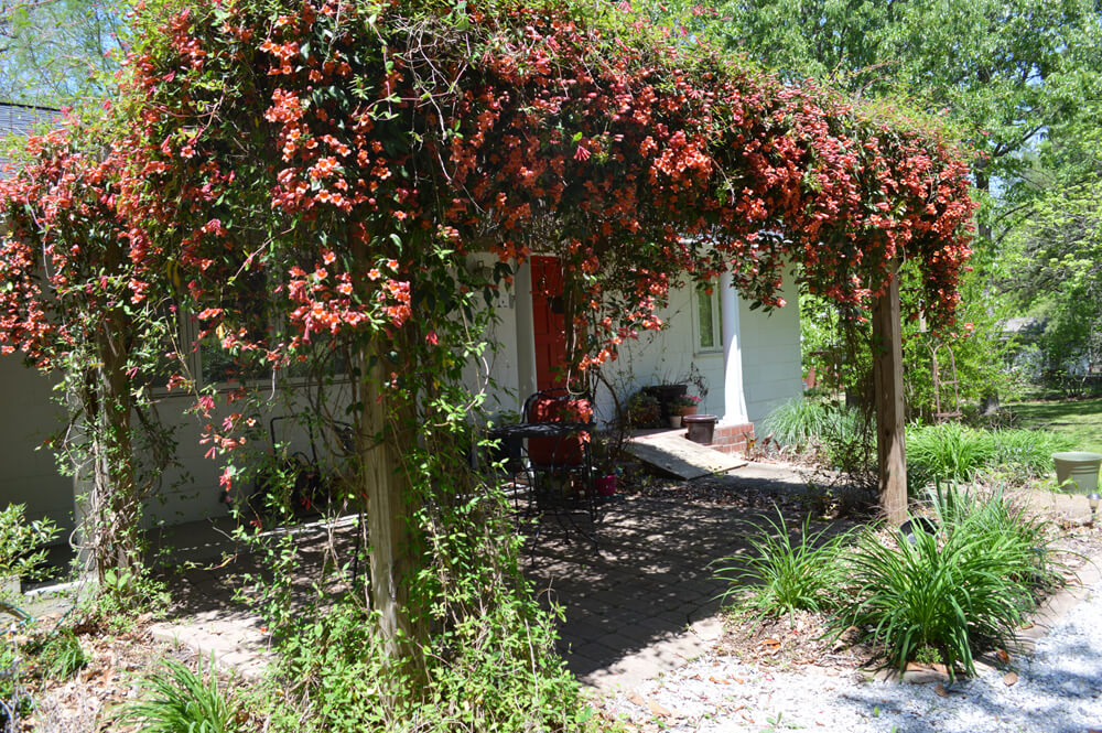 Native vine: Cross vine - Semi-evergreen with orange tubular flowers