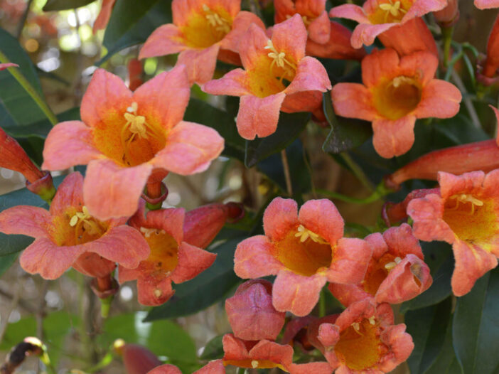 Crossvine flowers