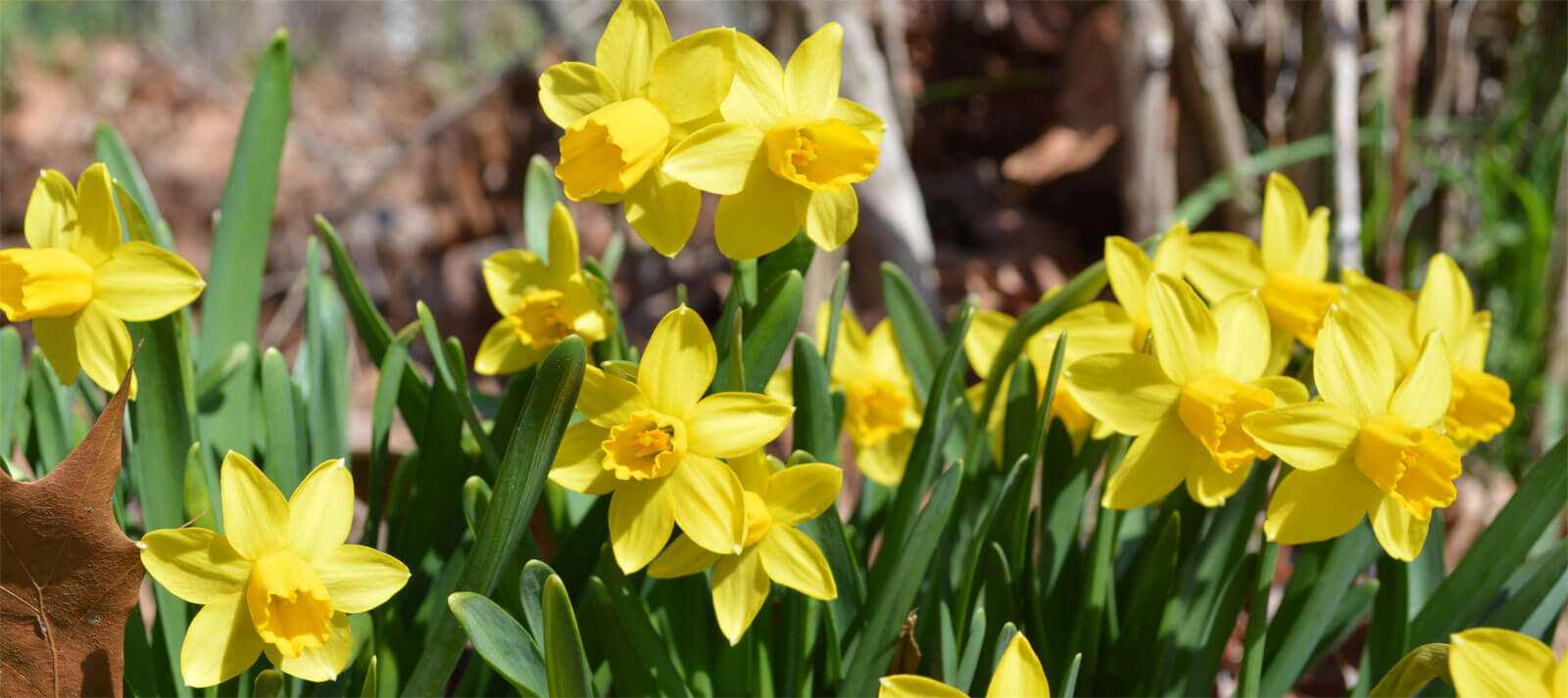 Daffodils from the garden