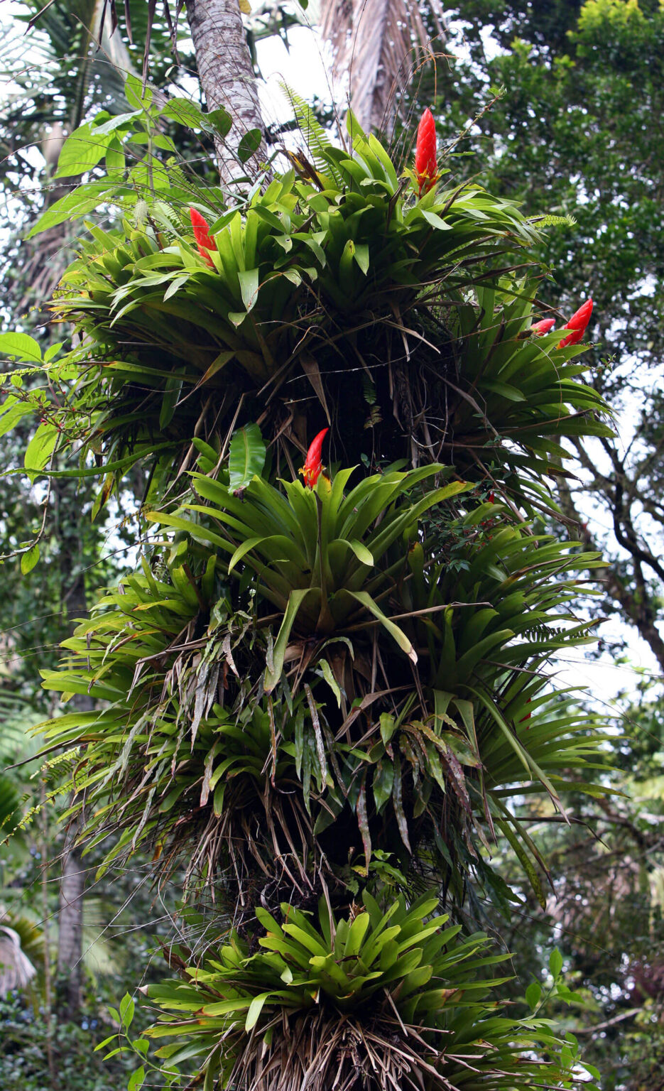 The Flowers of El Yunque