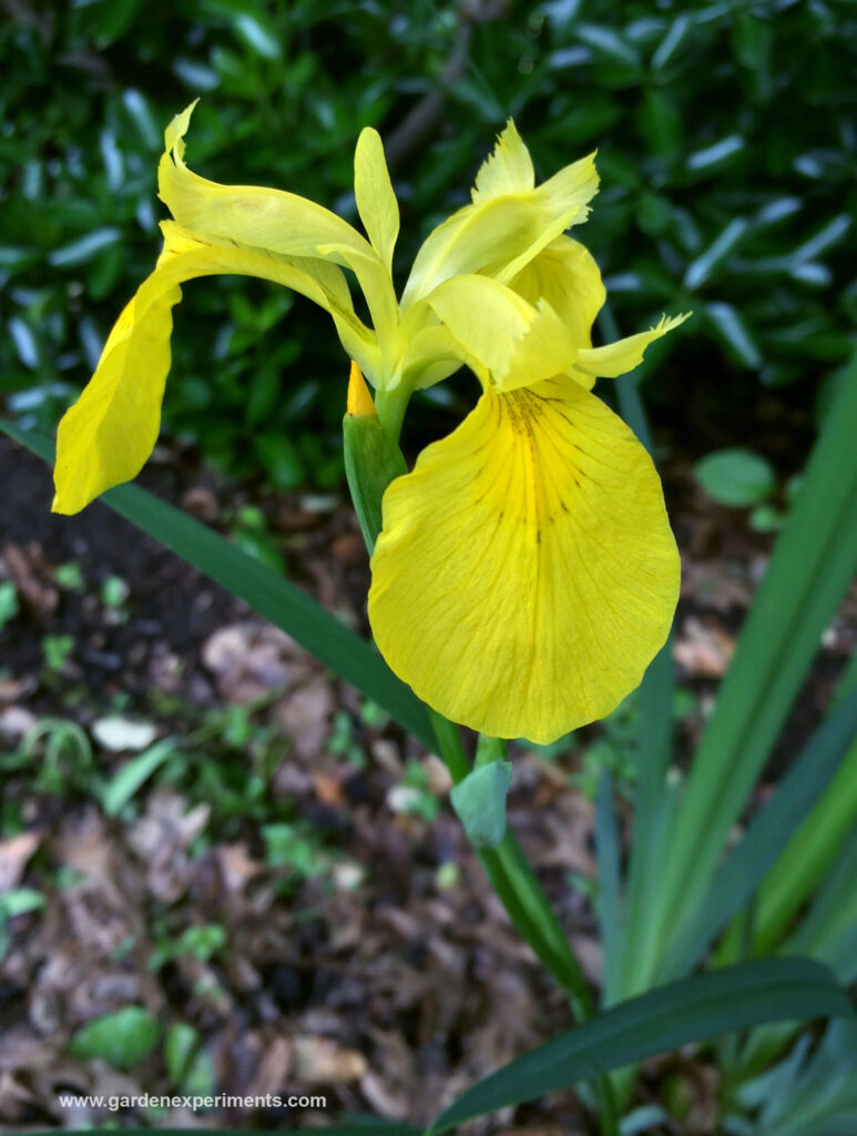 Louisiana Irises