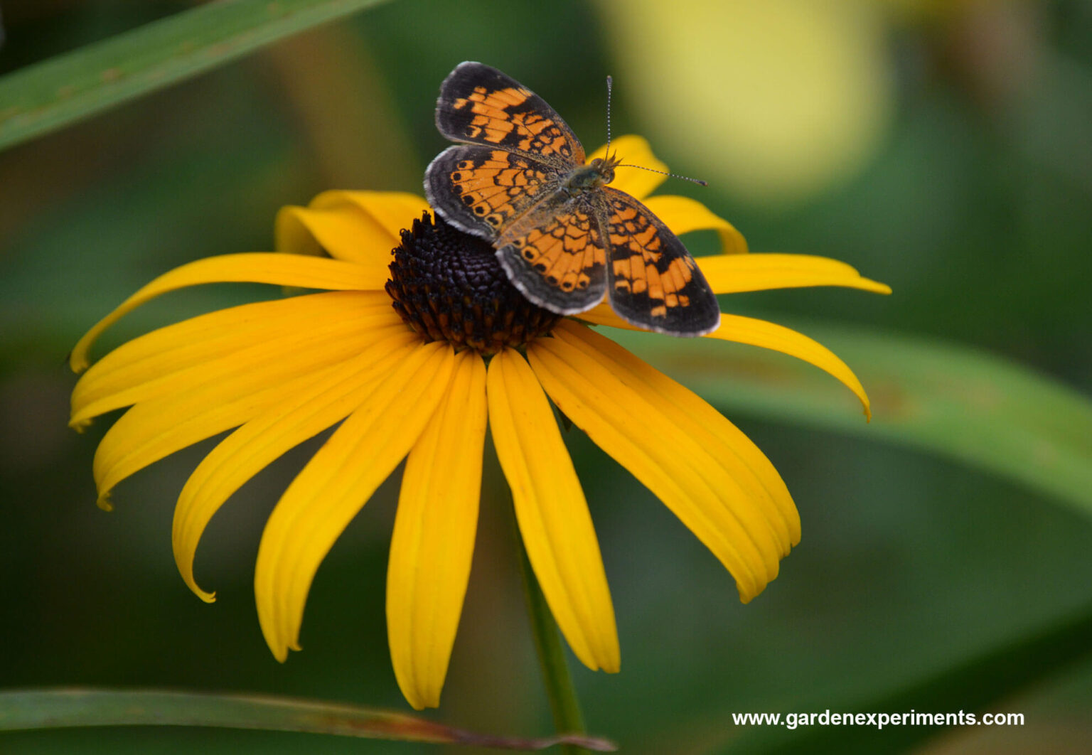 how-to-grow-black-eyed-susan