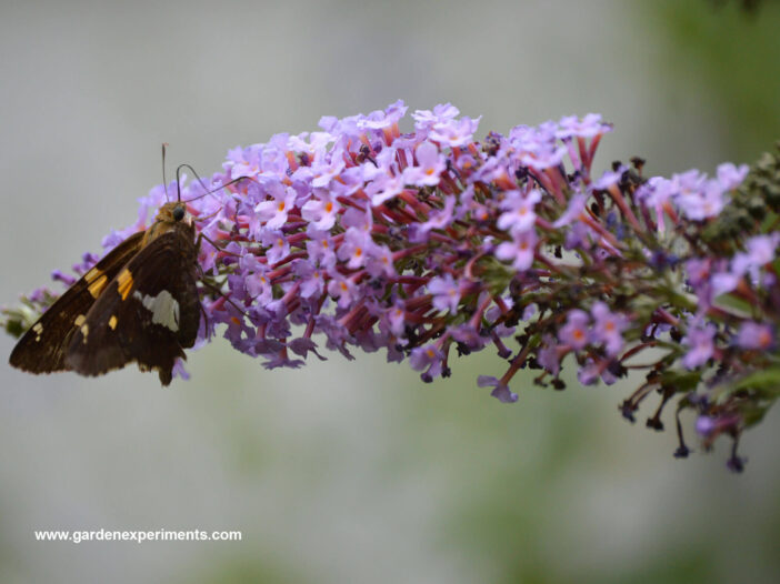 Silver-spotted skipper on butterfly bush