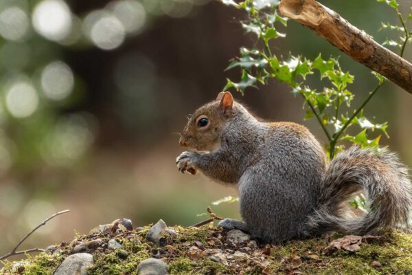 Eastern Gray Squirrel