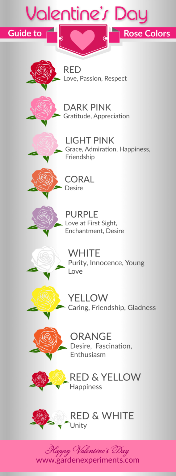 A Guide To Rose Color Meanings