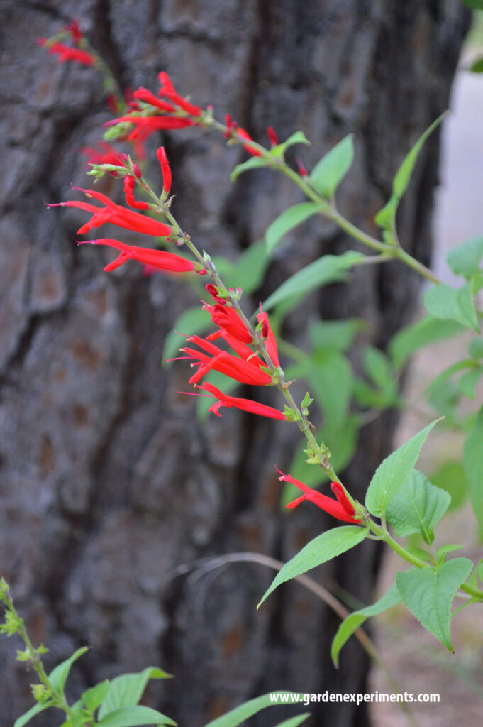 Pineapple Sage