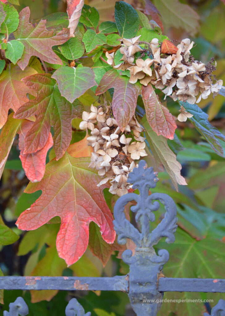 3 Top Reasons To Love The Oakleaf Hydrangea Shrub