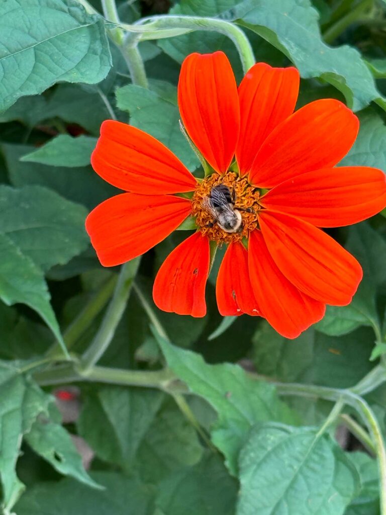 Bee on Mexican sunflower