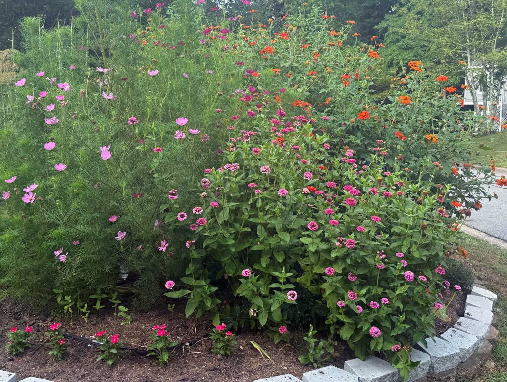 My pollinator garden with Tithonia, zinnias, and cosmos