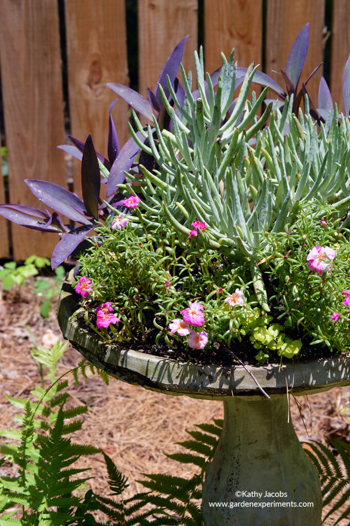 Bird Bath Succulent Planter