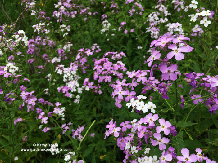 Wildflowers in Michigan