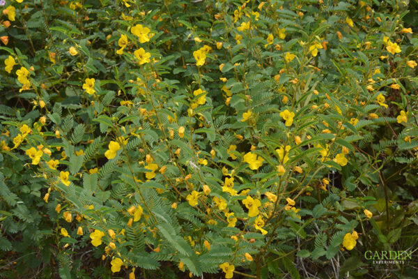 Partridge Pea plants