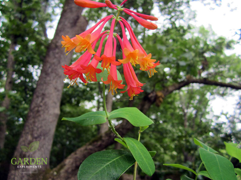 Coral Honeysuckle Lonicera Sempervirens Native Vine For Hummingbirds   Honeysuckl2 768x576 