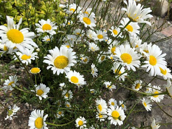 Tour of the Aarhus Botanical Garden in Denmark