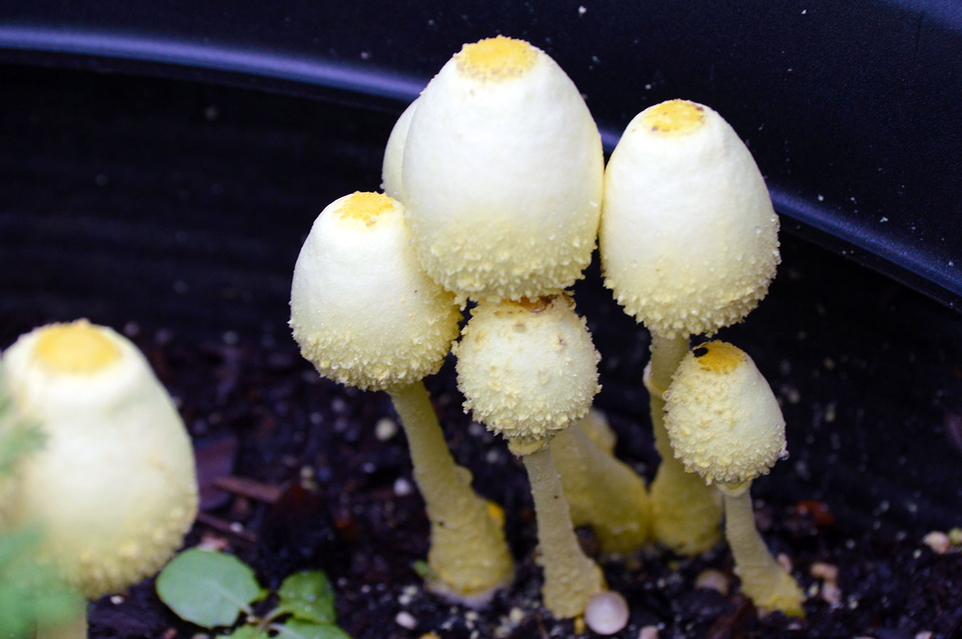 Yellow fungus potting soil the yellow houseplant mushroom