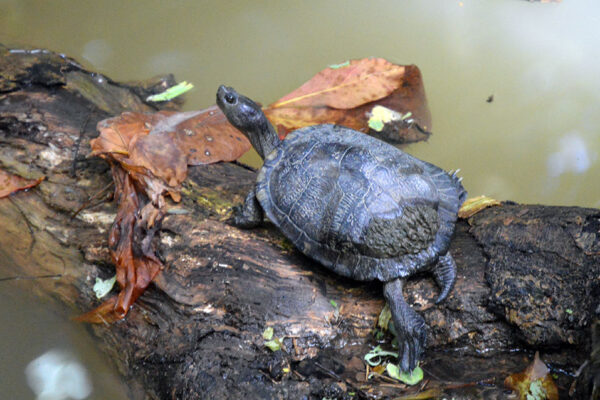 Take a Peek Inside the San Juan Botanical Garden of Puerto Rico