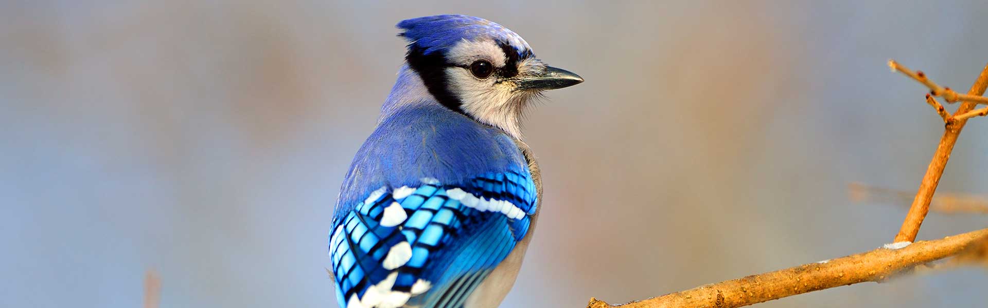 National Aquarium - Unlike many birds, male and female blue jays are  practically identical, with males being slightly longer than their female  counterparts. Birds with little differentiation between sexes, like geese  and