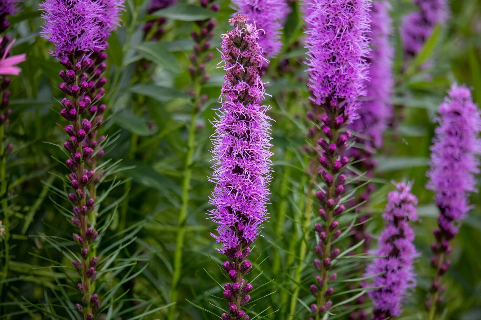 14 Fall-Blooming Native Plants for Your Garden