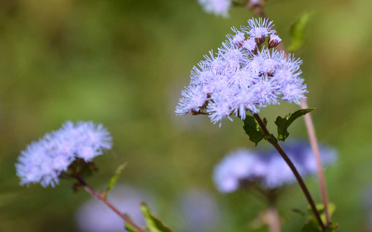 how-to-grow-blue-mistflower-get-lavender-flowers-in-the-fall