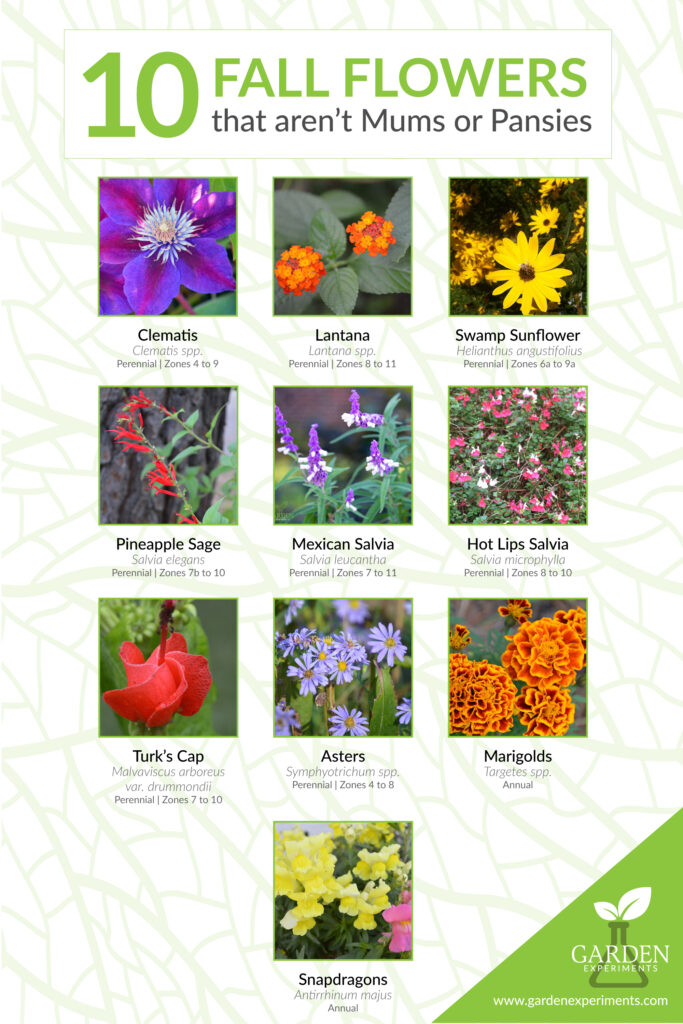 10 Fall Flowers to Plant Other Than Mums & Pansies