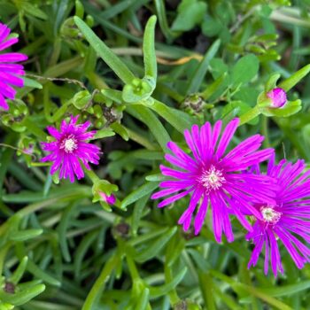 Cooper's Ice Plant