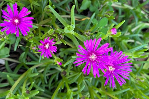 Cooper's Ice Plant