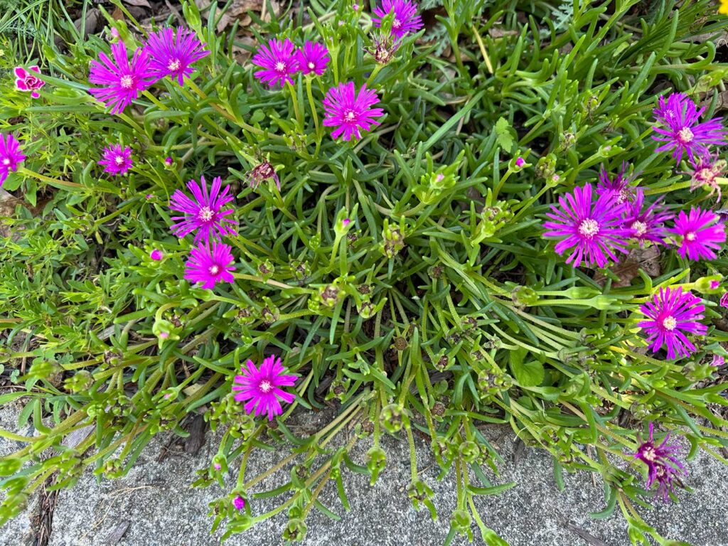 Ice plant with succulent leaves and several bright pink flowers