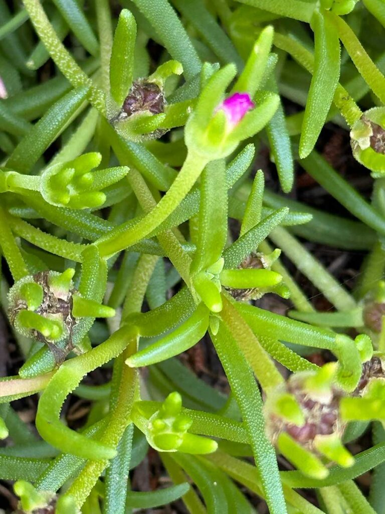 Closeup view of the succulent, squishy leaves of ice plant