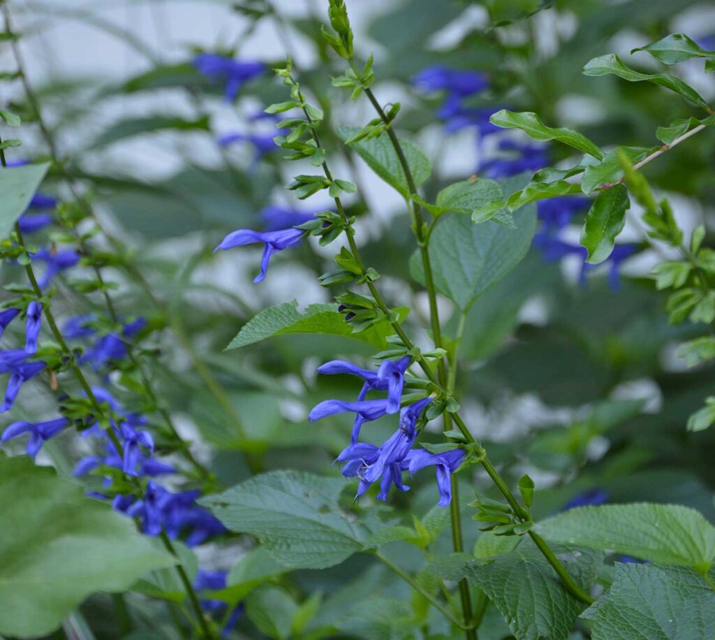 Blue anise sage flowers