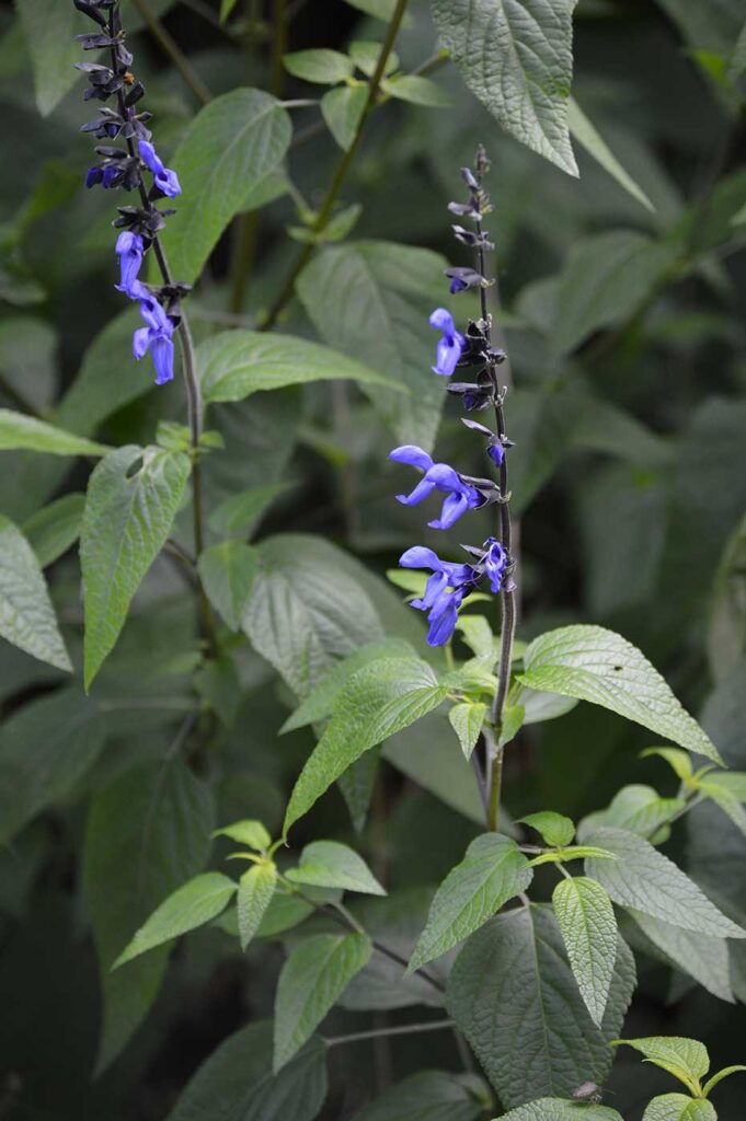 Black and Blue Salvia - Anise Sage flowers