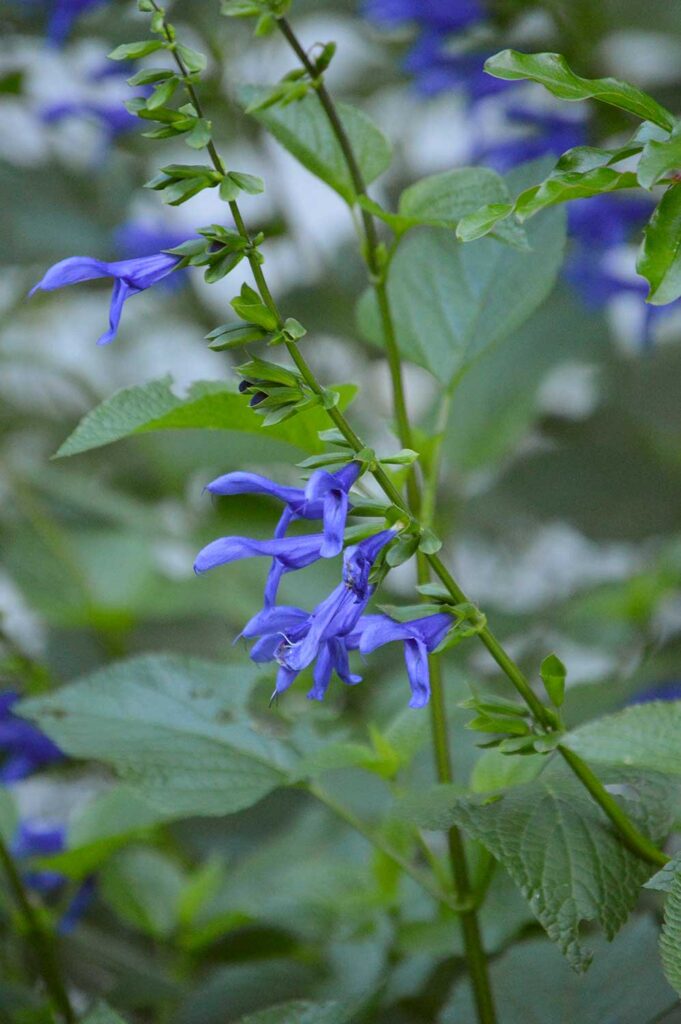 Blue anise sage flowers (Salvia guaranitica)